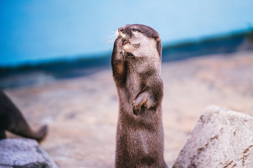 前足で口を押さえるカワウソ
