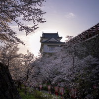 夕暮れの津山城と満開の桜の共演 城跡の春景観の写真