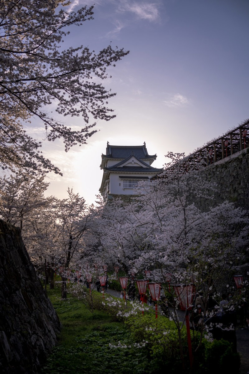 夕暮れの津山城と満開の桜が共演する城址公園の景観