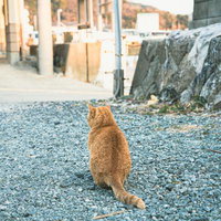 三重県答志島の発着場で振り返る茶トラ猫の後ろ姿の写真