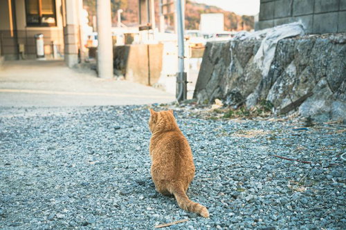 三重県答志島の発着場で振り返る茶トラ猫の後ろ姿