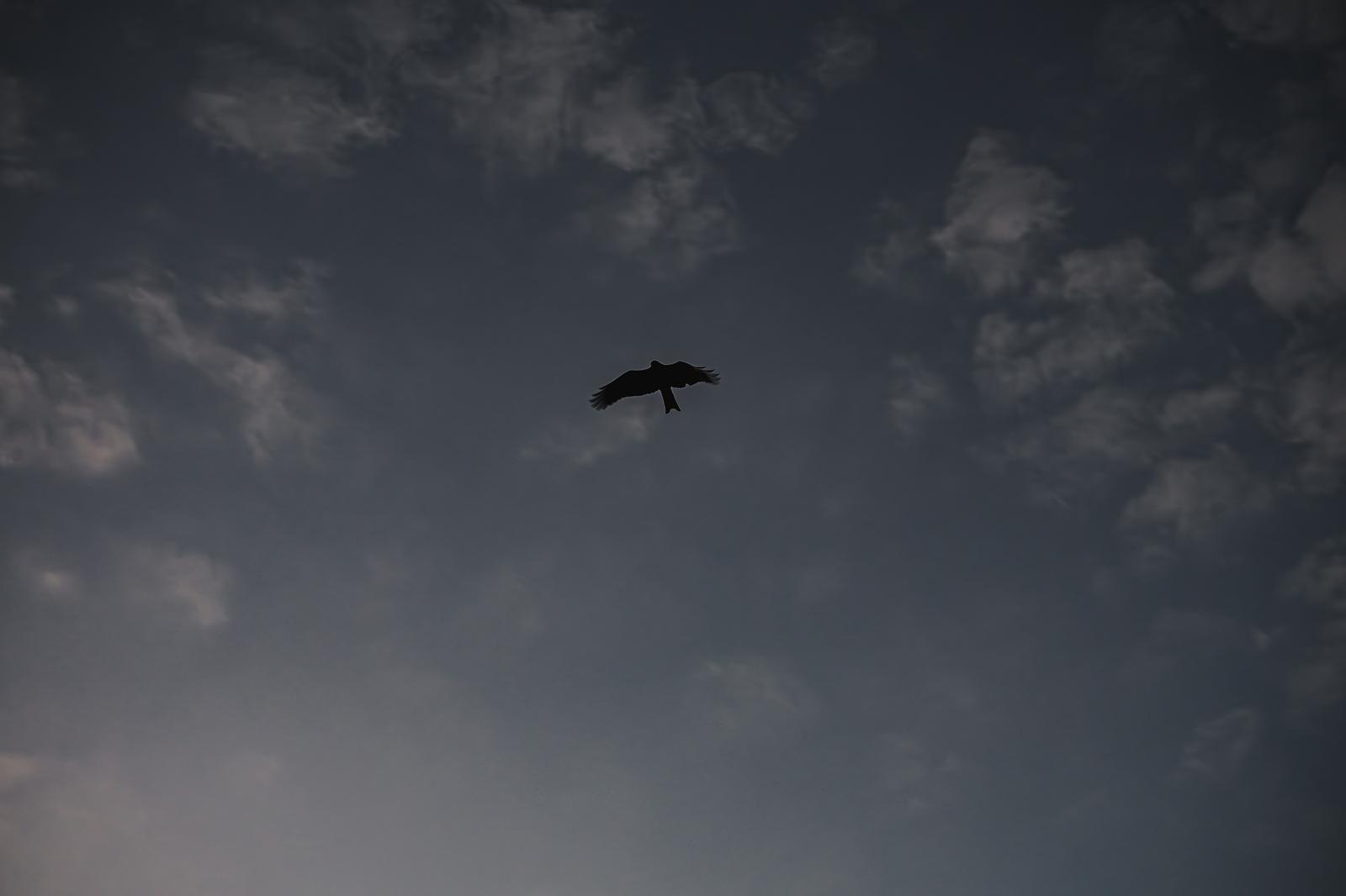 曇り空を翼を広げて飛ぶトンビのシルエット