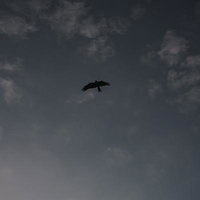 翼を広げて曇り空を飛ぶトンビの飛翔シルエットの写真