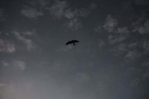 翼を広げて曇り空を飛ぶトンビの飛翔シルエット