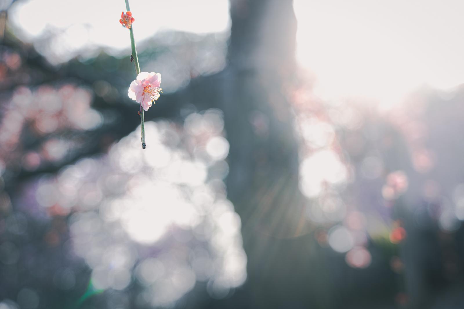 逆光の中で見上げたしだれ梅の枝先に咲くピンクの花と背景の玉ボケ