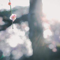 逆光に透けるしだれ梅の花の写真