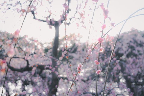 淡い光に包まれた春の梅の満開、白背景に逆光で浮かぶ満開の花