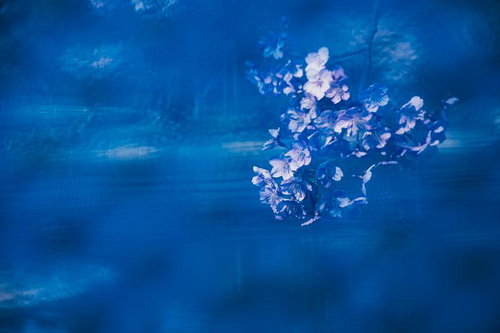 漆黒の背景に浮かぶ白いスズランスイセンと光のボケ