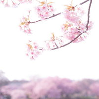 青空に浮かぶ春の梅の花と新緑の枝の写真