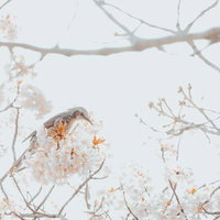 青色に背景がとろける梅の花 春の静寂を映す白い花びらの写真