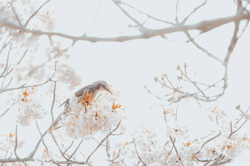 青色に背景がとろける梅の花 春の静寂を映す白い花びら