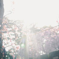 凍った花の蜜をついばむヒヨドリ、冬から春の野鳥採食風景の写真