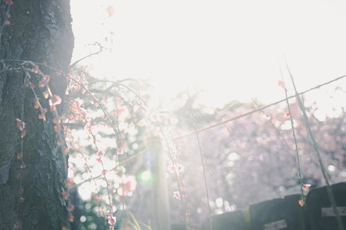 凍った花の蜜をついばむヒヨドリ、冬から春の野鳥採食風景