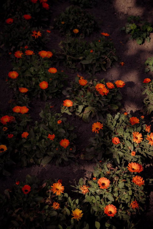 夕暮れの光が差し込む花壇のキンセンカ
