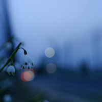 夕暮れの光が差し込む花壇のキンセンカ群生の写真