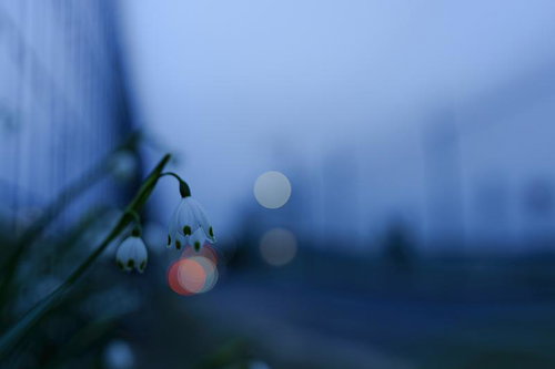 夕暮れの光が差し込む花壇のキンセンカ群生