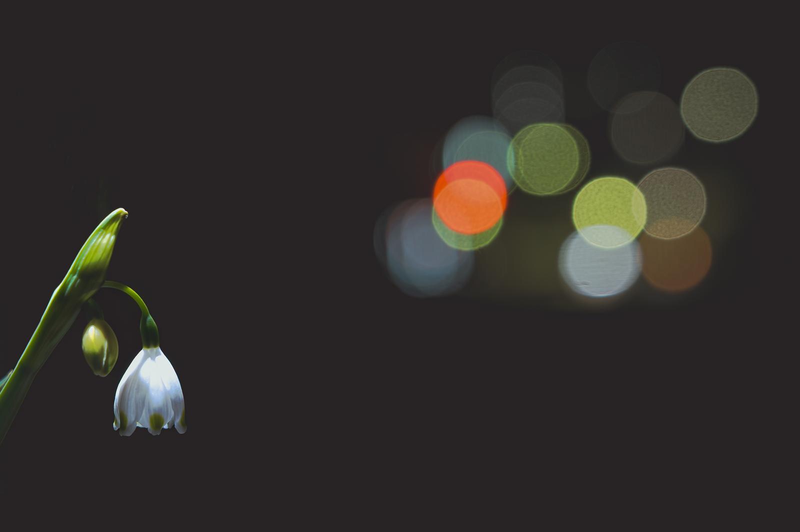 薄暮の中で赤い玉ボケに包まれた白いスノーフレークの花