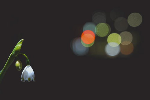 薄暮の中で玉ボケに包まれるスノーフレークの花