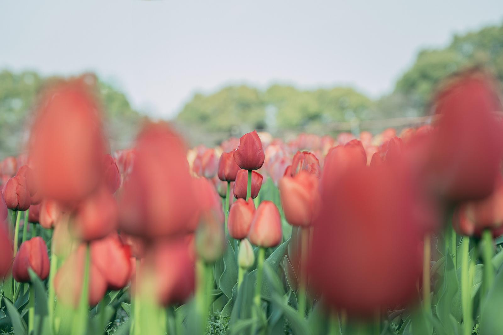 ローアングルで撮影した赤いチューリップの花畑と奥の木々