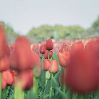 春風に揺れる赤いチューリップの花畑の写真