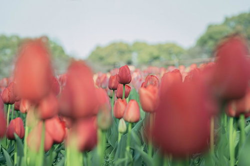 春風に揺れる赤いチューリップの花畑