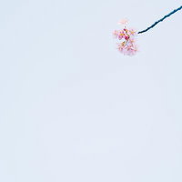 春光に浮かぶしだれ梅の花と木漏れ日の風景の写真