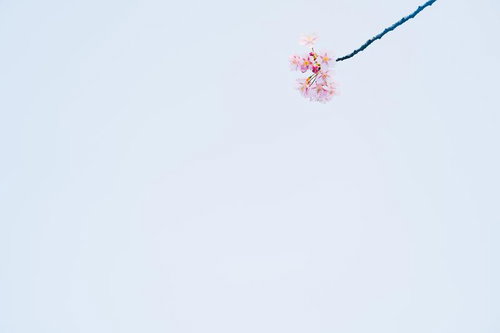 春光に浮かぶしだれ梅の花と木漏れ日の風景