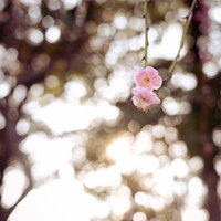 しだれ梅の春光（ピンクの花2輪）の写真