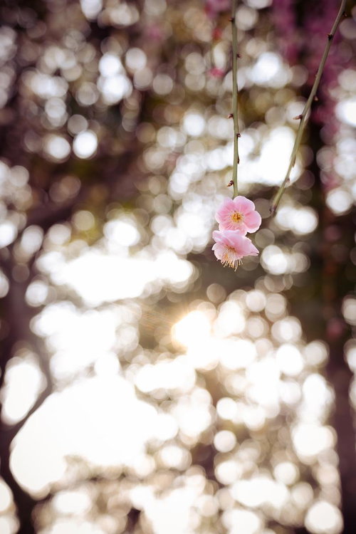 しだれ梅の春光（ピンクの花2輪）