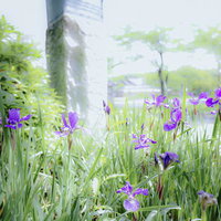 庭園に咲くアヤメの群生（紫）の写真