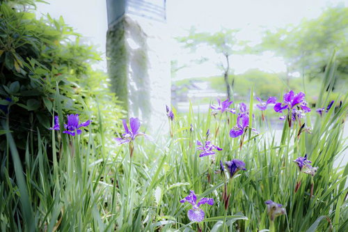 庭園に咲くアヤメの群生（紫）