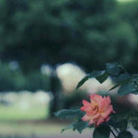 暗がりのアンネフランクのバラの蕾の写真