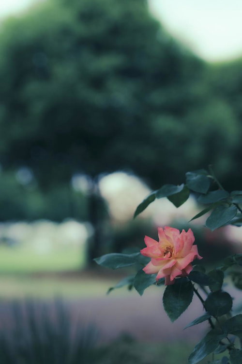 暗がりのアンネフランクのバラの蕾