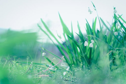 夜の洋館を背景に咲くスズランスイセン