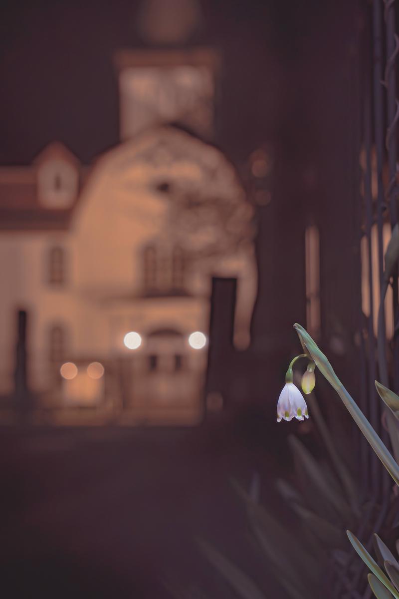 暗闇の中で白いスズランスイセンの花が咲き、背景に街灯の玉ボケが光る