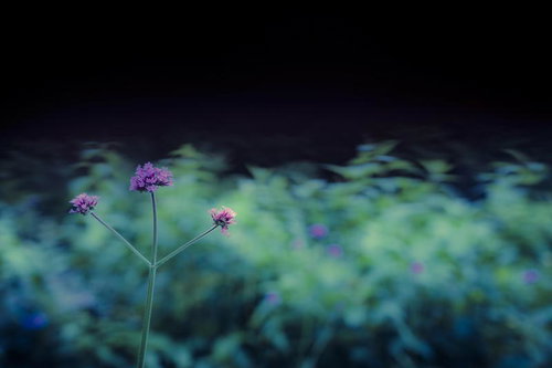 咲き誇るラベンダー