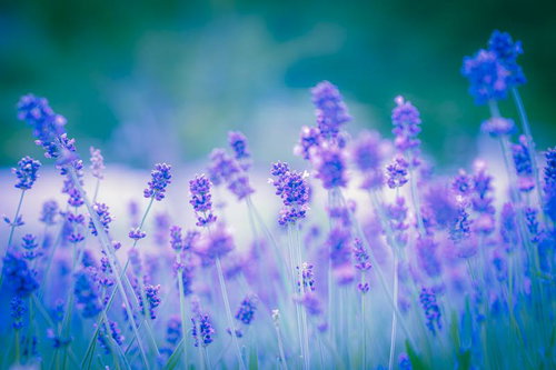 前景にピントを合わせた紫色のラベンダー一輪