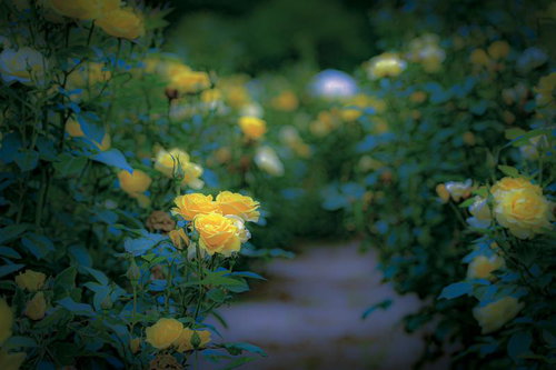 河川敷に生える枯れたススキと石が散らばる冬の水面