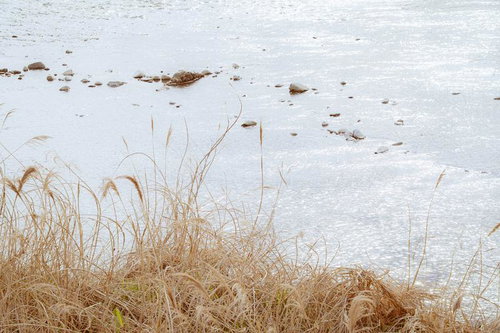 深い緑の葉に囲まれて咲く2輪の赤紫色の花