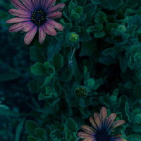 暗い葉の中に咲くピンクの花2輪の写真