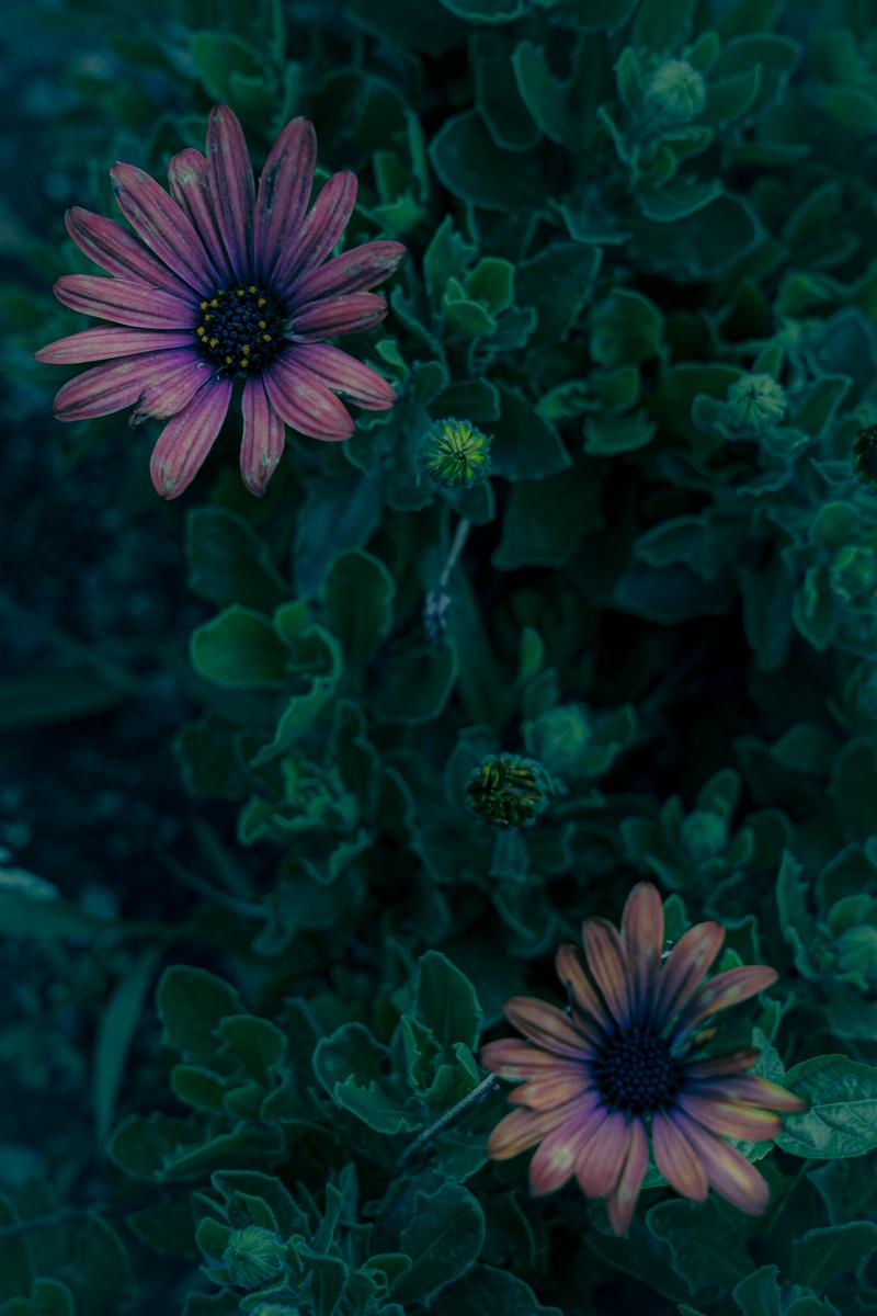 Close-up of the faded blue hydrangea petals