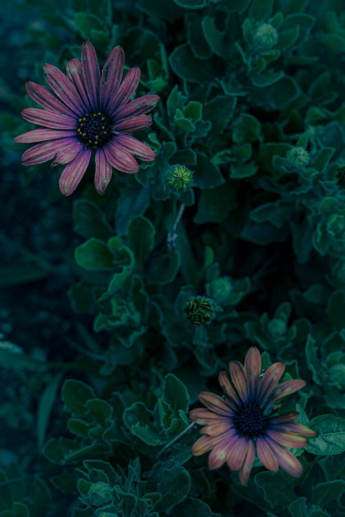枯れゆく青い紫陽花が語る季節の終わりの写真