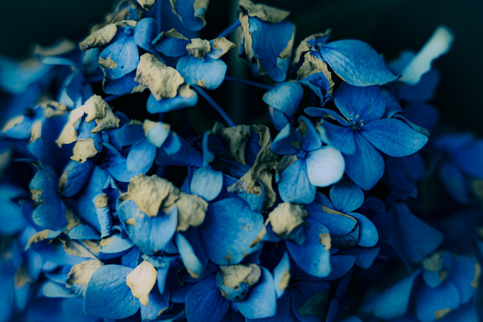 Multiple pale blue hydrangea flower clusters blooming against a dark background