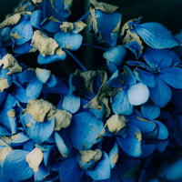 暗闇に浮かび上がる青白い紫陽花の花房群の写真