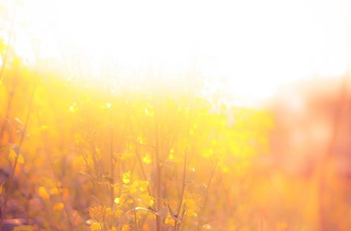 枯れ草の原っぱに佇む満開の桜と霞む里山の田園風景