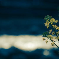 眩いほどの陽光に包まれた菜の花畑の写真