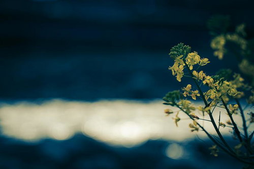 眩いほどの陽光に包まれた菜の花畑