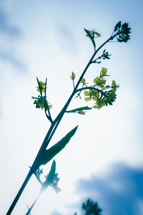 ボケた背景に映える黄色い菜の花