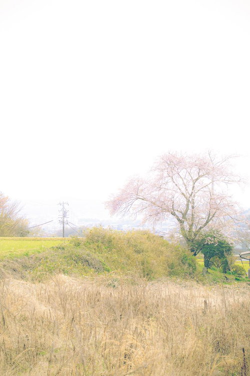 満開の桜並木と白いモダン建築が映える都市景観