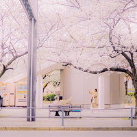 淡いピンクの桜並木が続く春の田舎道の写真